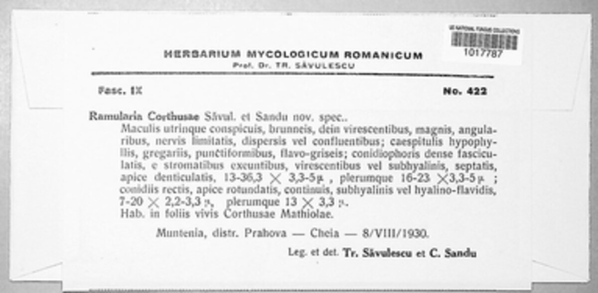 Ramularia corthusae image